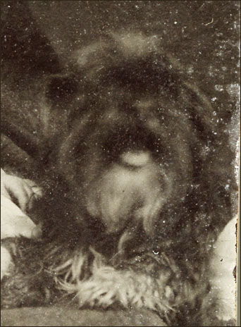 1860 Tintype Dog